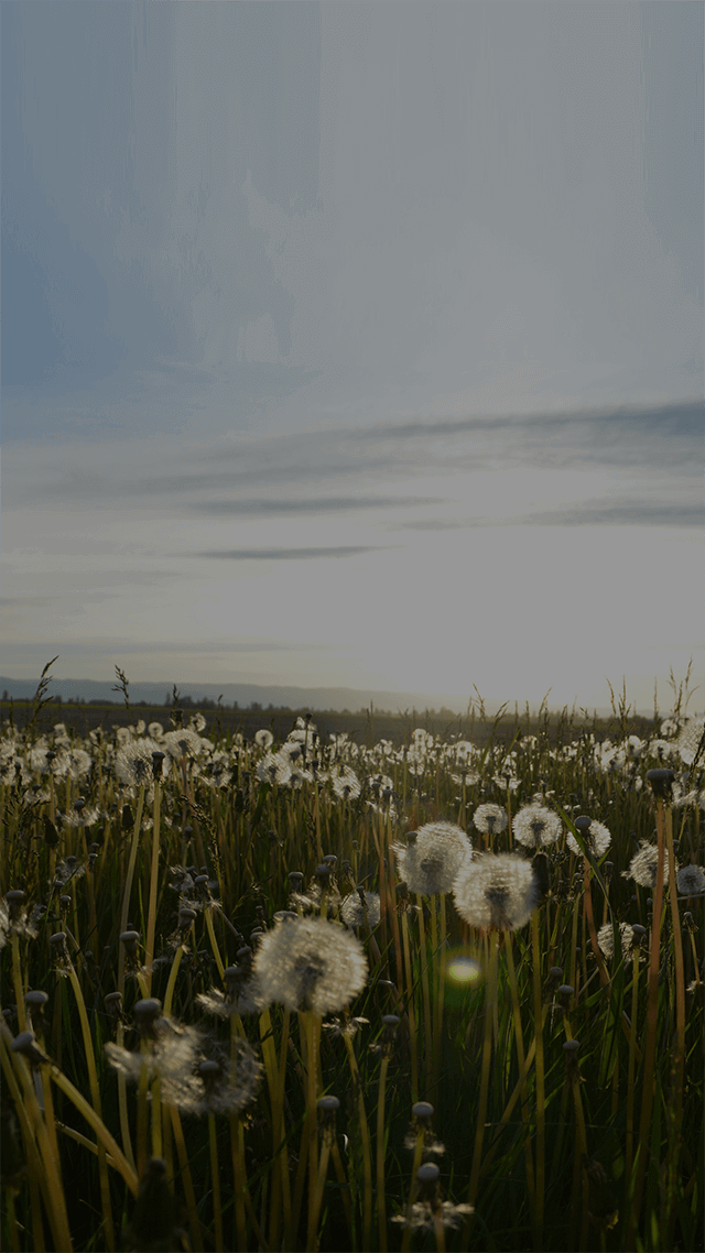 안예은-상사화 cover