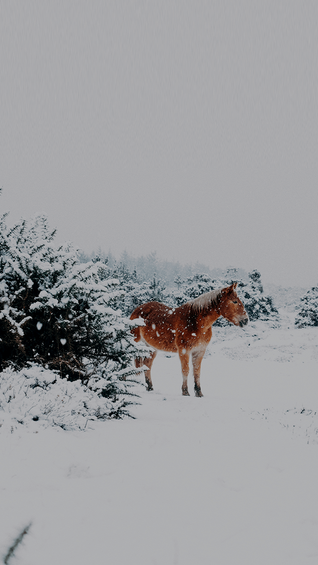 가시 -  버즈 (1절만)