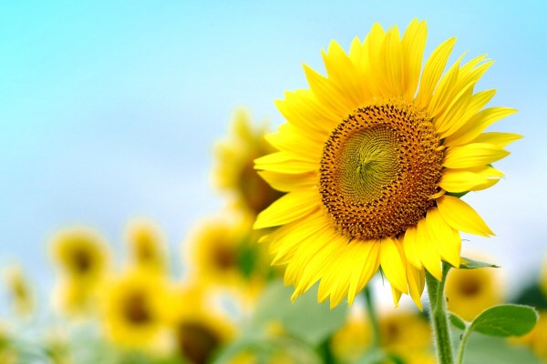 해바라기의 약속-도라에몽 극장판ost