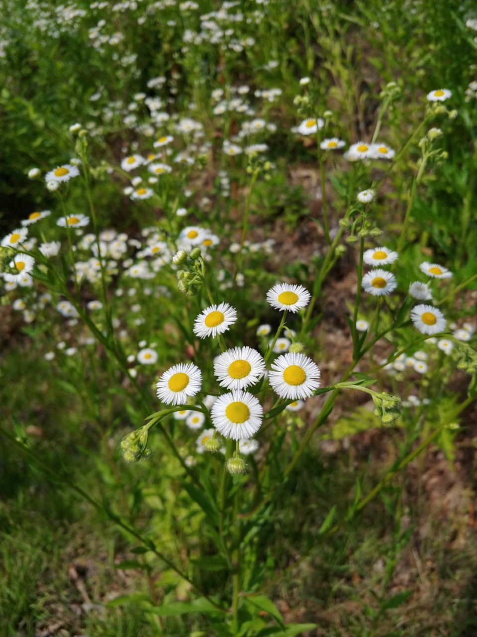 제이레빗Growing everyday