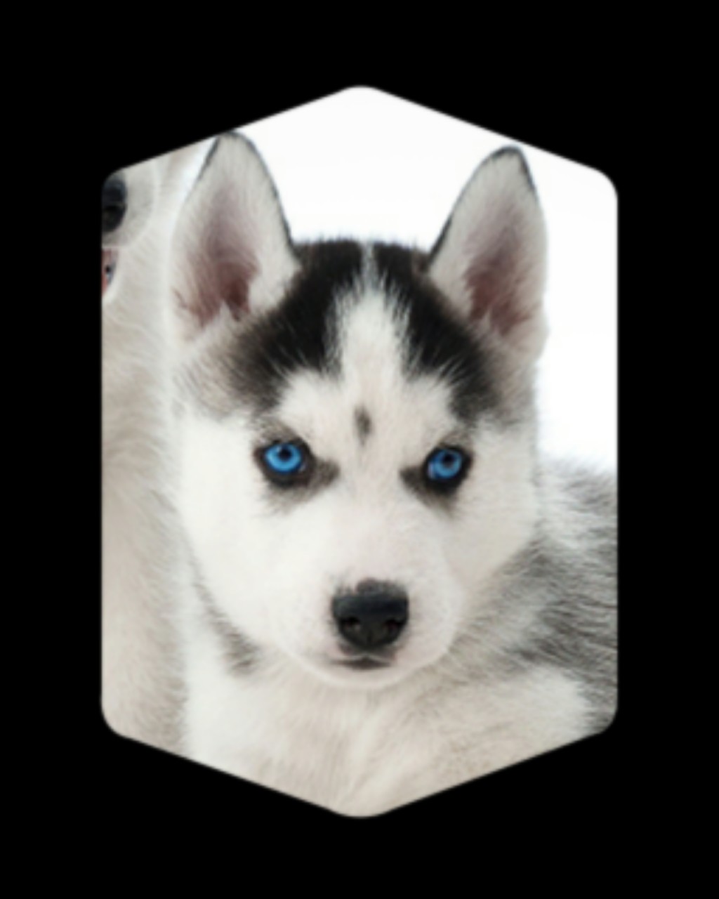 강아지♥♥♥♥