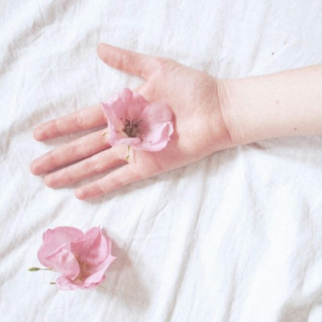 벚꽃🌸