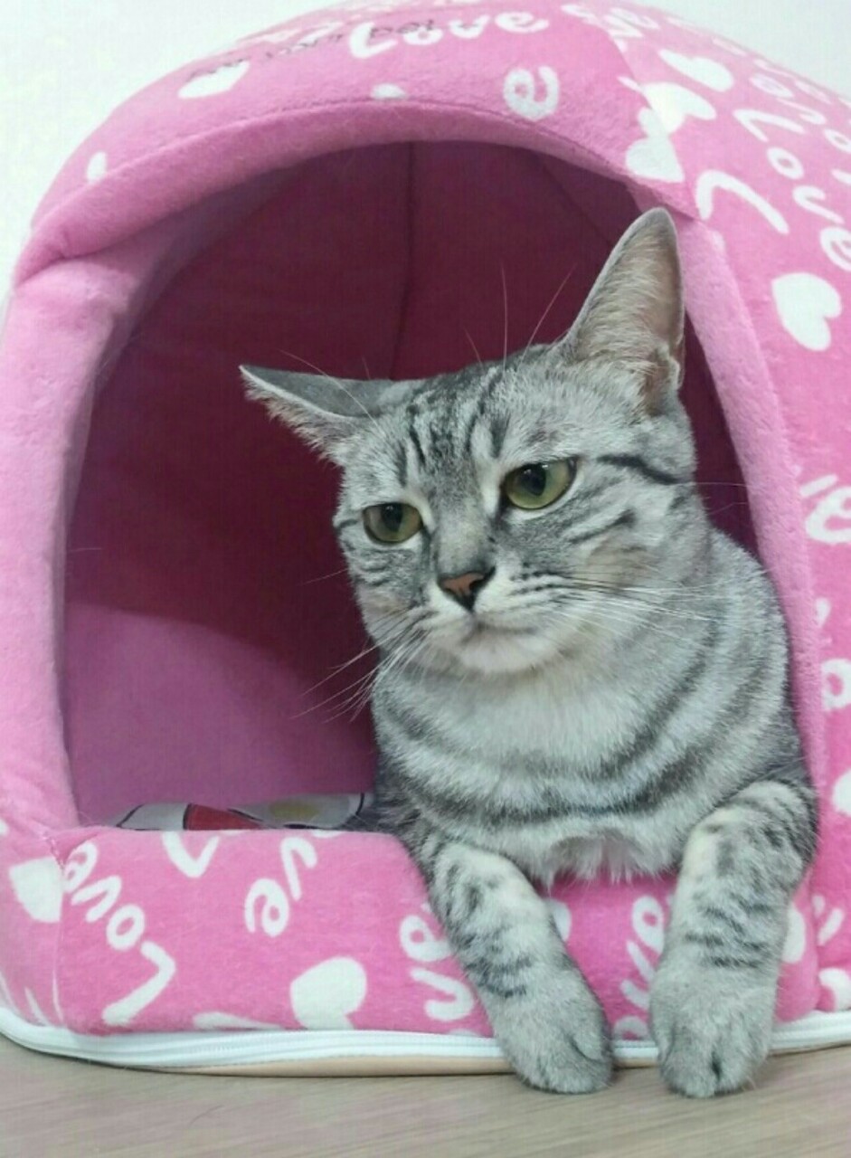 릴캐)남정네 보노보노 (그켬;;;)