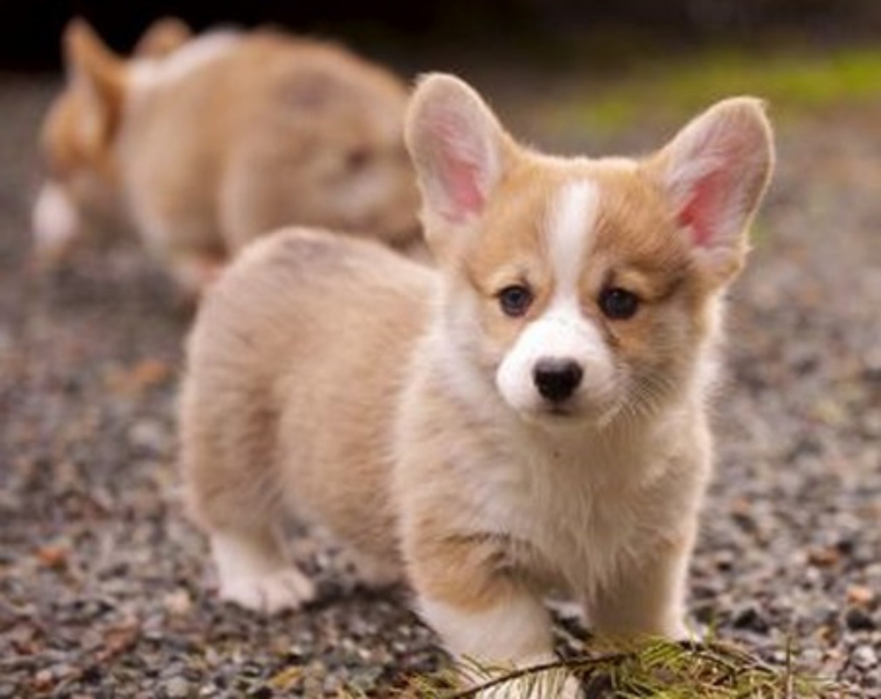 다설이의웰시코기