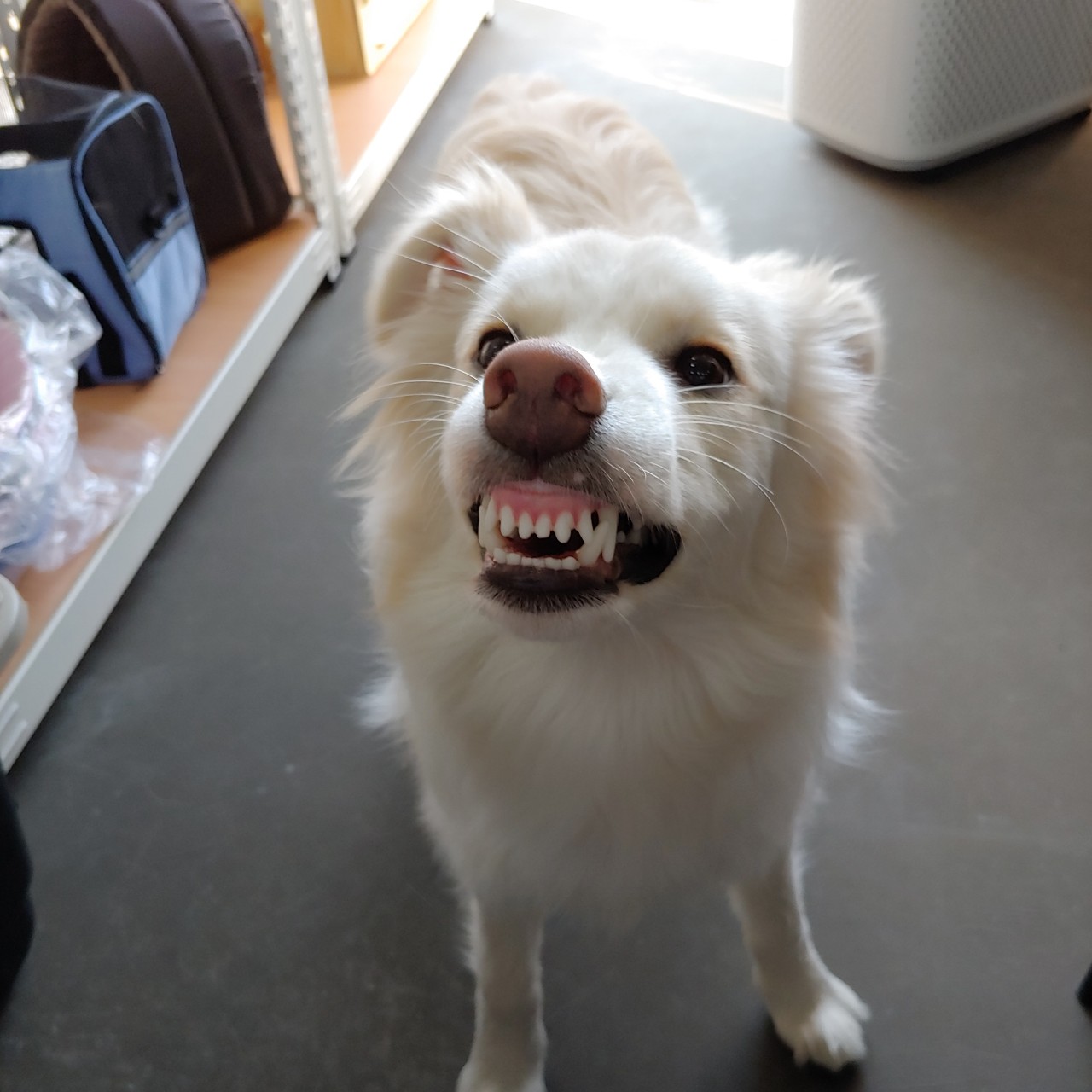 찌니(๑و•̀Δ•́)و